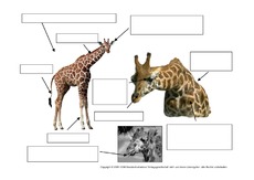 Giraffe-Aussehen-Körperbau-AB.pdf